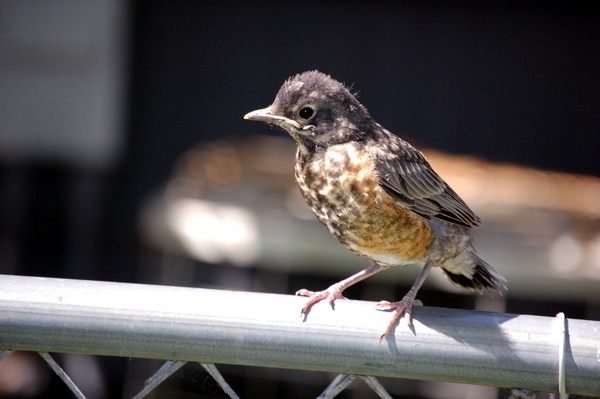 A Young Robin