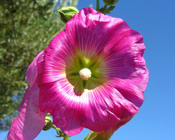 Pinwheel In The SKy