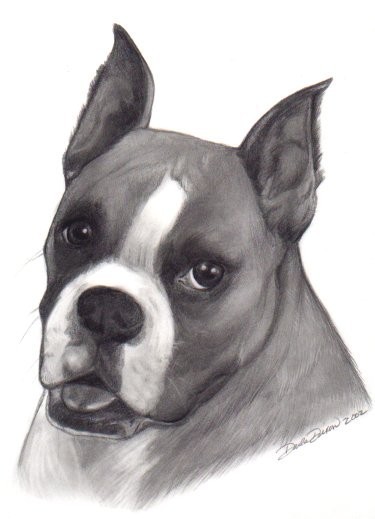 Boxer