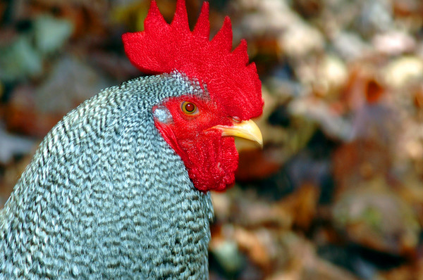 Rooster