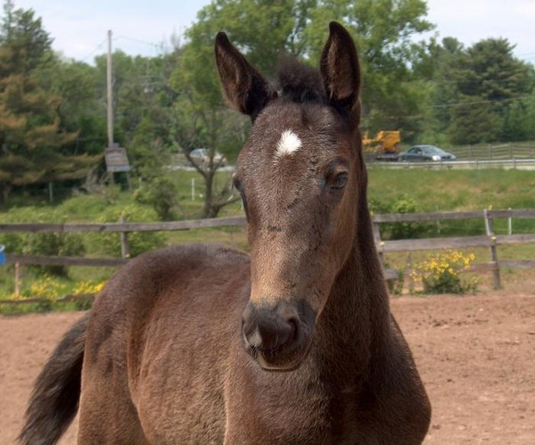 pacing colt