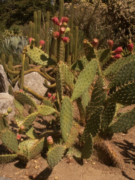 Ouch Beauty In CA State Park