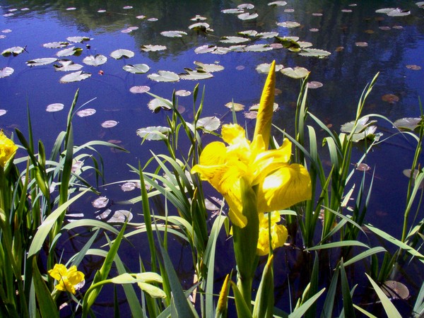 Flowers by the Lake 2