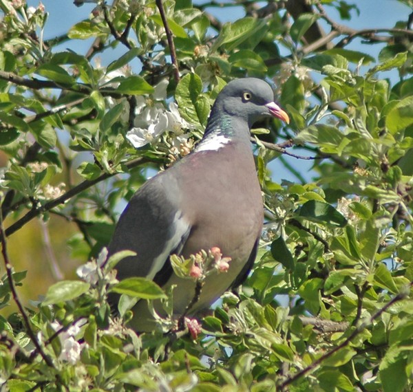 Woodpigeon