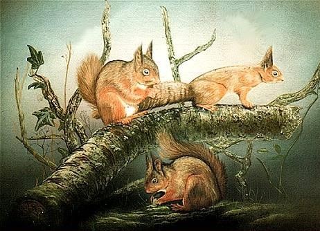 squirrels