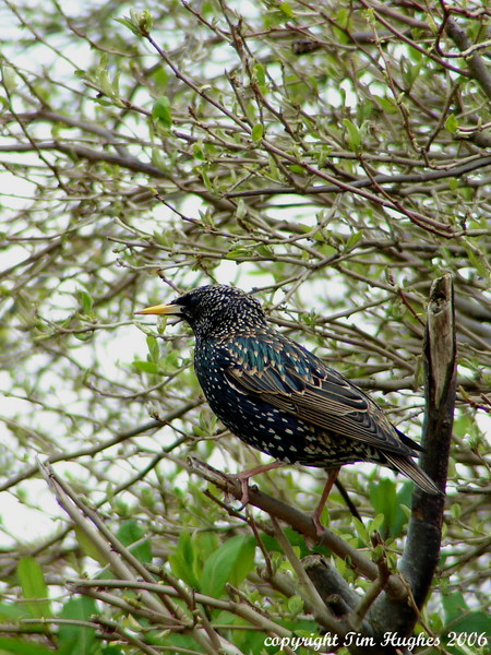 'Marlin the Starling'
