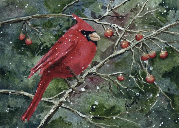 Franci's Cardinal