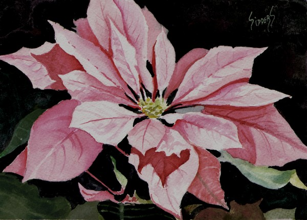 Dustie's Poinsettia
