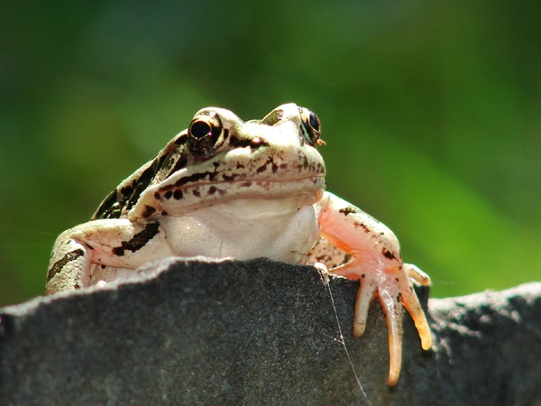 Pickerel Frog