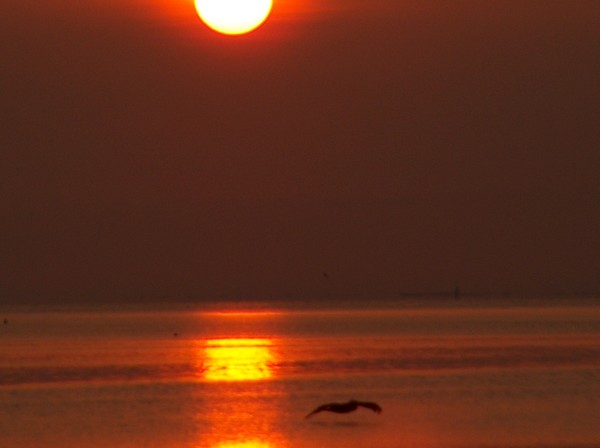 A PELICAN SUNRISE