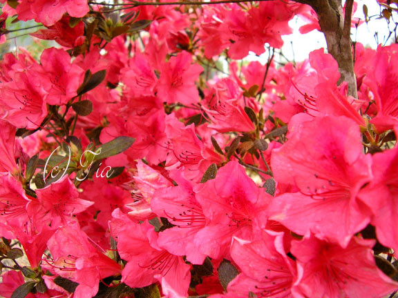 Azalias