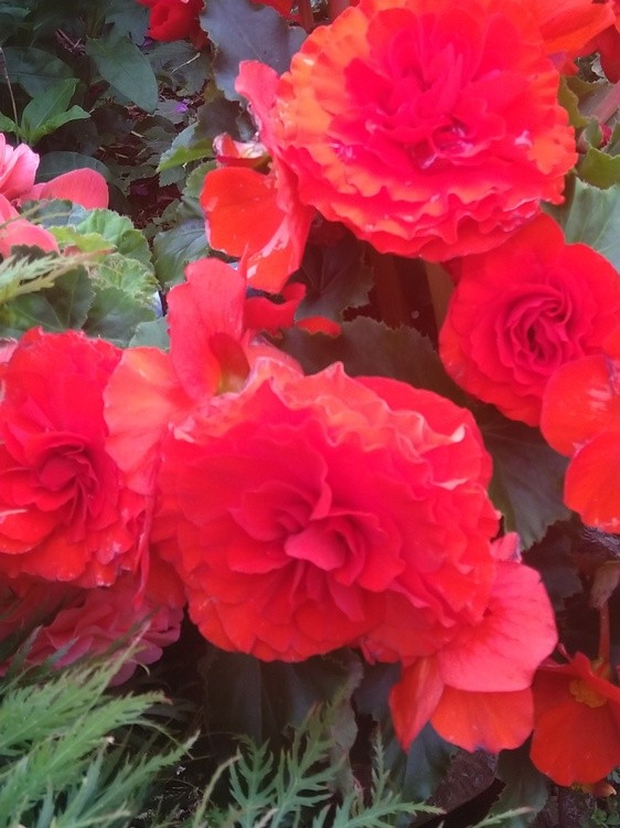 Begonia.