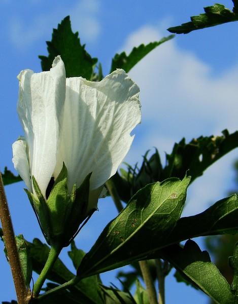 White Rose of Sharon