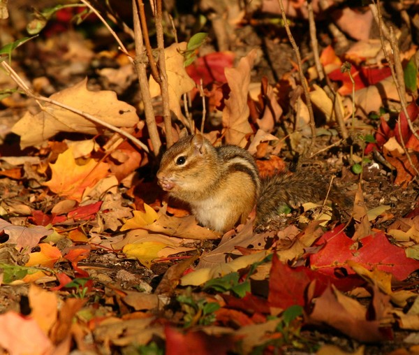 Fall Chipmunk