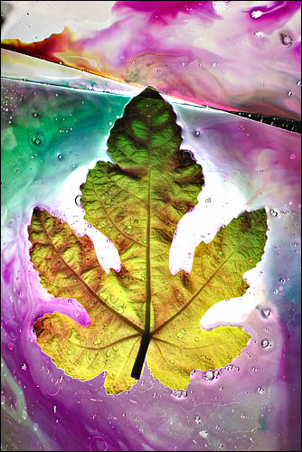 Fig Full - Universe of the Leaf 