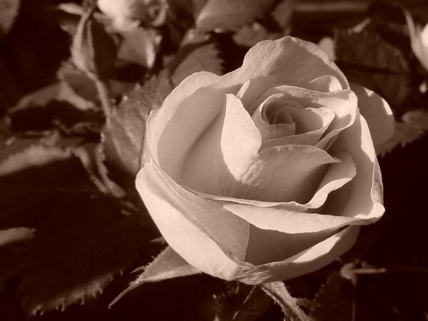 Parade Rose in Sepia tone