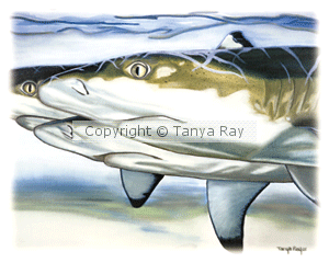 Black Tip Trio