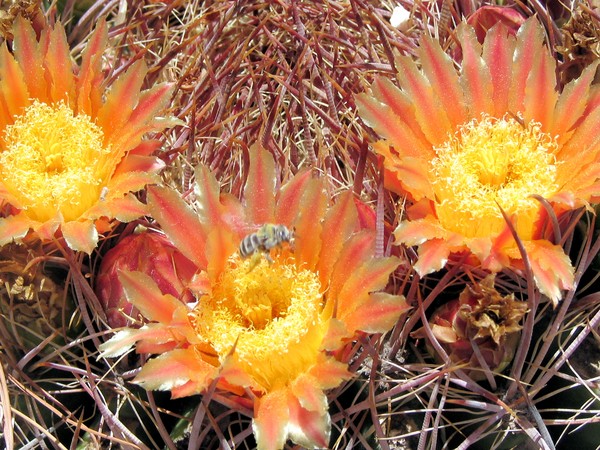 Bee and the Cactus Blooms