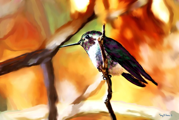 Hummingbird Delight