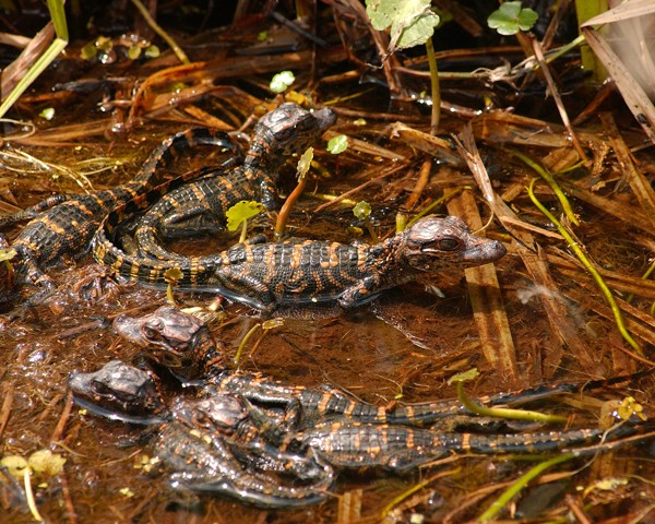 Baby Gators