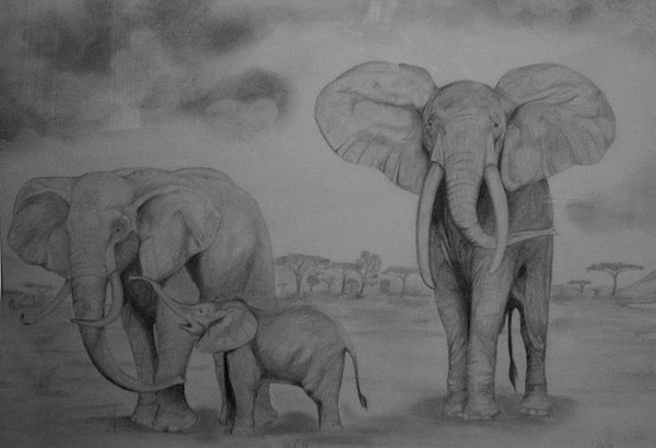 Elephants
