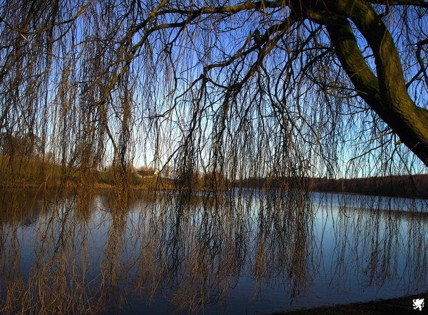 CURTAIN OF BRANCHES
