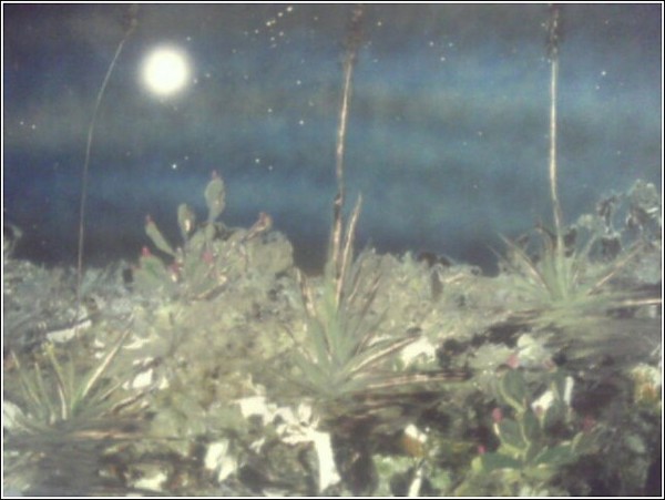 night desert
