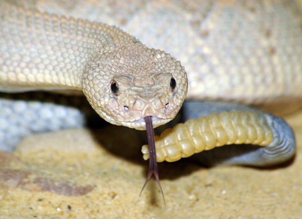 Forked Tongue.