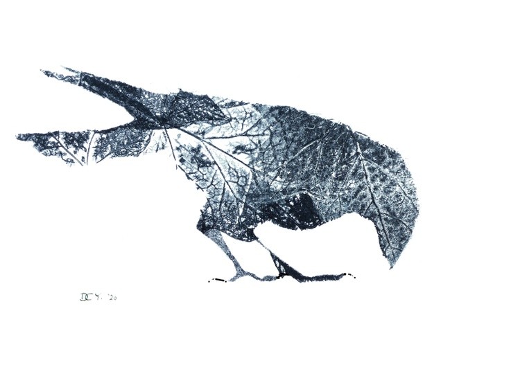 Crow textured