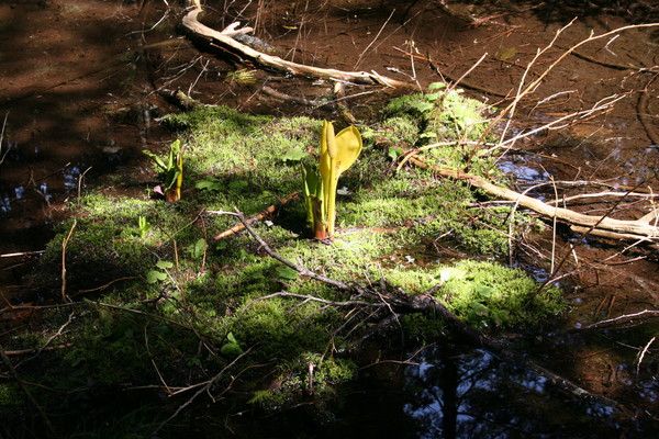 Skunk Cabbage in the Sun