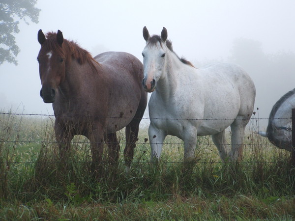 A Pair Of Mama's