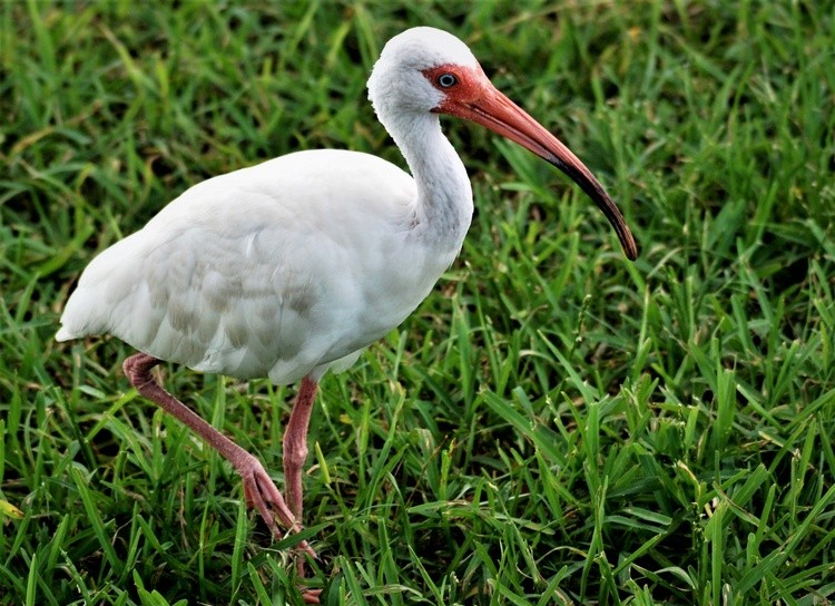 Ibis Portrait
