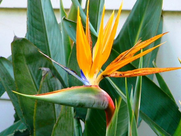 Bird of Paradise