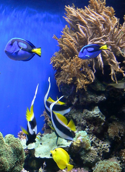 Swimming with the Fishes