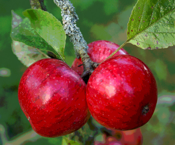 apples