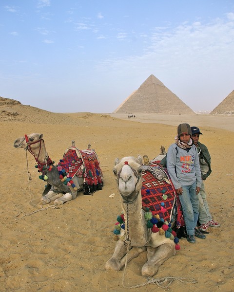Camel Tamers