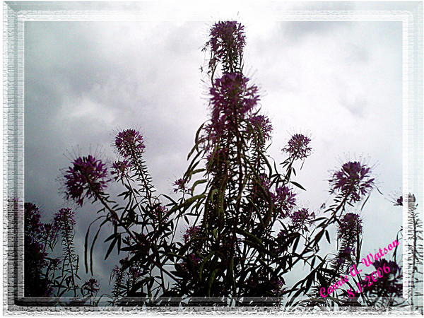 Beeplant I