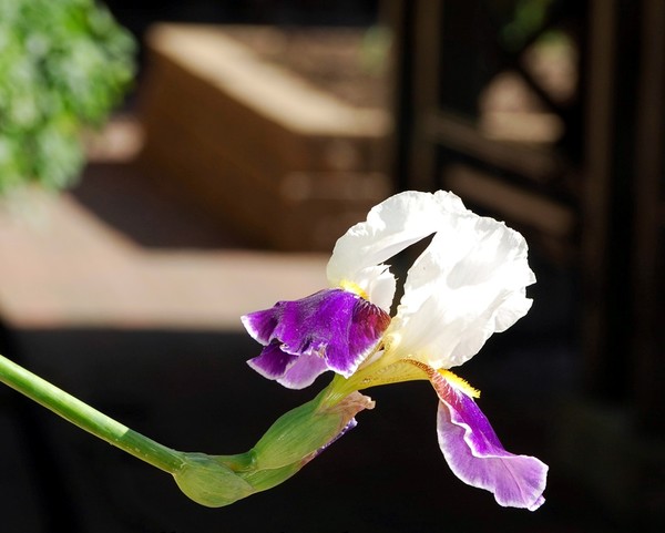 Iris