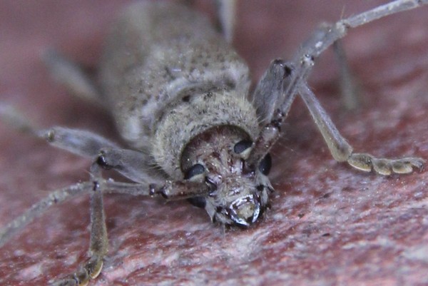 bug