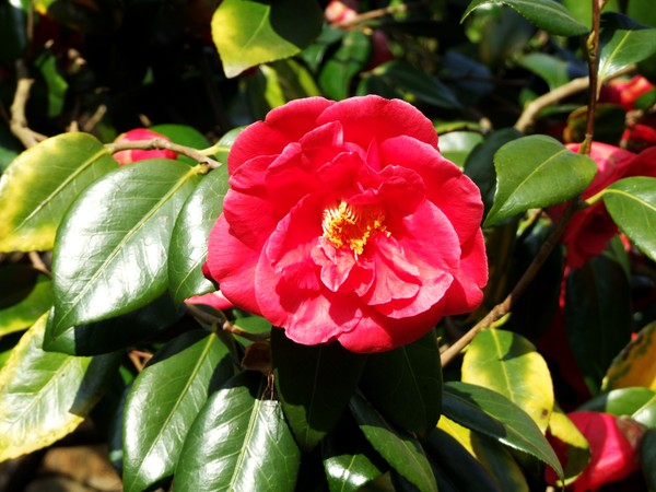 camellia