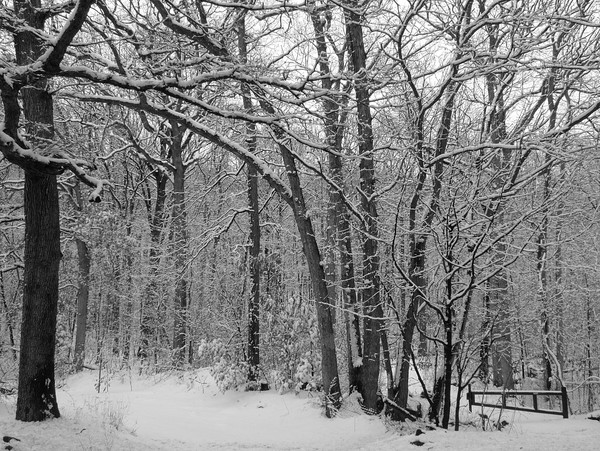 A winters day, 2008