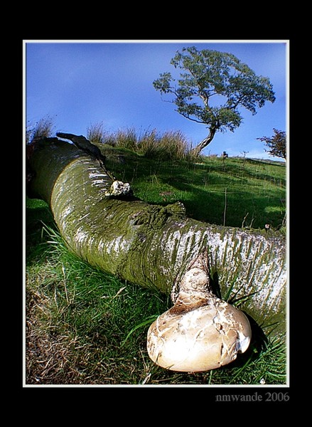 GIANT Puffball Mushroom