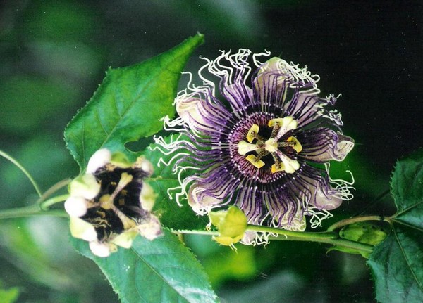 Exotic Flower