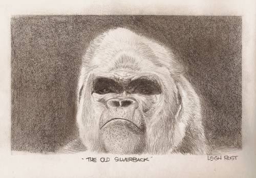 The old Silverback 
