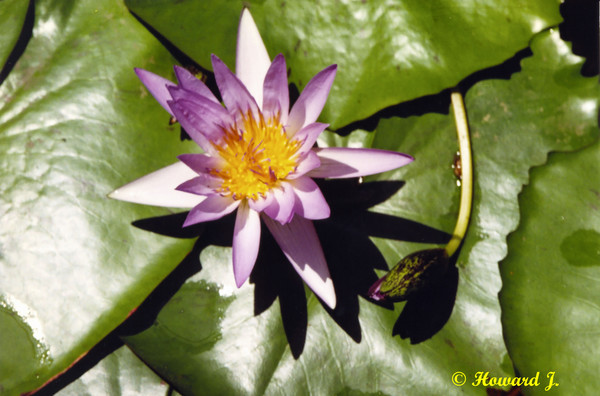 Lily Pad