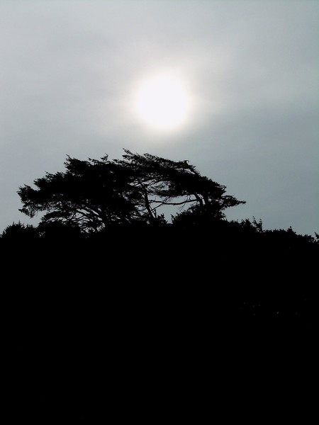 Tree with Sun Remembered