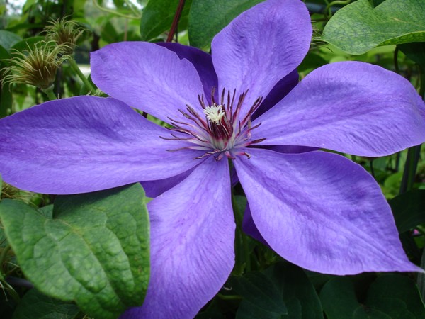 Purple Clematis