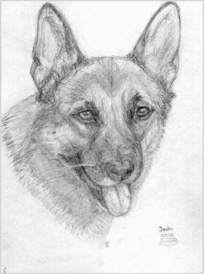 Pencil Portrait of a German Shepherd dog