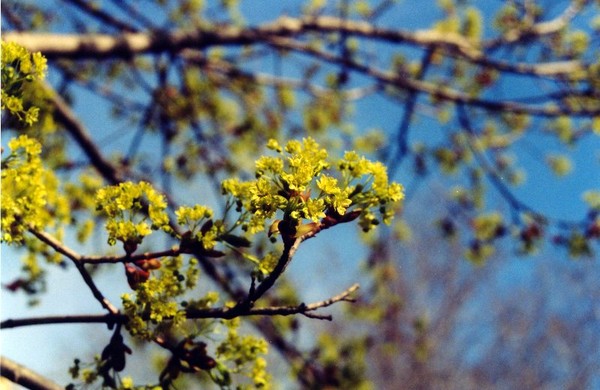 Springtime Freshness