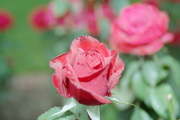 rose is a rose...